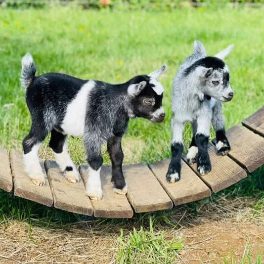 Essential Guide to Goat Care